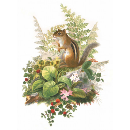 Tamia et Fougères - Olive E. Whitney - puzzle Michèle Wilson 150 pièces